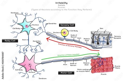 Vettoriale Stock Nerve Fiber Types Infographic Diagram Including | Hot ...