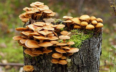 Mushrooms growing on a tree trunk wallpaper - Photography wallpapers ...