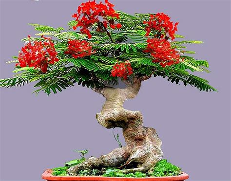 Buy Bonsai Flamboyant Flame Tree Seeds to Grow | 20 Seeds | Delonix ...