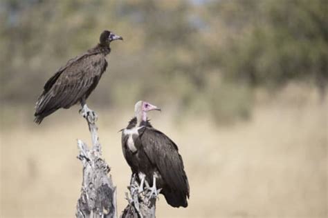 Meet the Hooded Vulture - The Scavenger’s Diet, Habitat, and Fun Facts