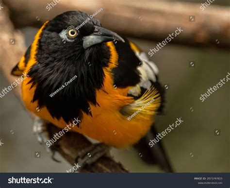 687 Icterid bird Images, Stock Photos & Vectors | Shutterstock