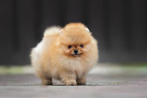 Teacup Pomeranian Breed Info: Facts, Puppy Price & More!