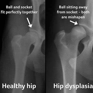 Can A Xray Show Hip Dysplasia In Dogs