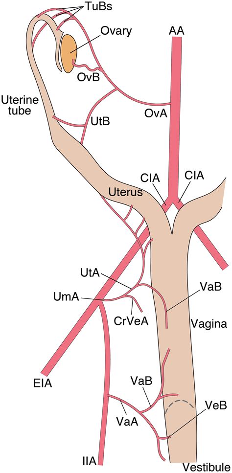 Uterine Artery Anatomy