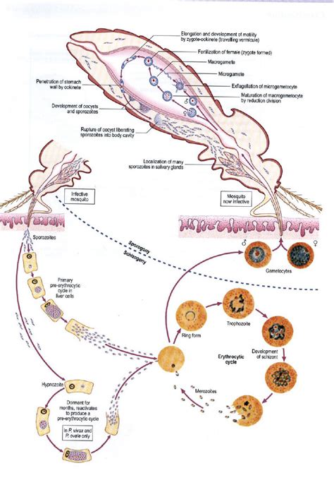 Life Cycle Of Plasmodium - 1 Life cycle of the malaria-causing parasite ...