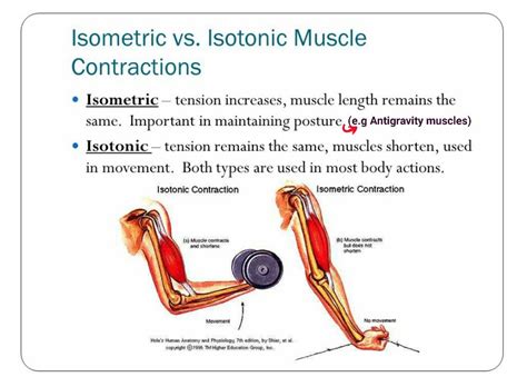 Isometric vs Isotonic muscle contraction... | P&l