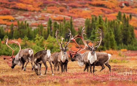 Caribou Herd On Migration In Canadian Arctic Photograph by Dan Murray ...