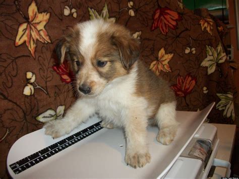 35 Best Pictures Puppies For Adoption Cincinnati - Akc havanese puppies ...