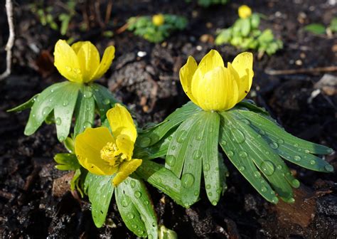 Urban Pollinators: Early spring flowers for pollinators