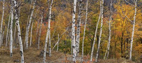 Birch | Description, Tree, Major Species, & Facts | Britannica