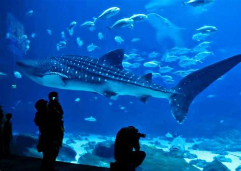 Georgia Aquarium | Whale Sharks | Exhibits | Behind the Scenes