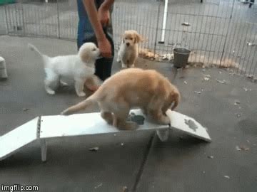 Puppy Fail GIF - Find & Share on GIPHY