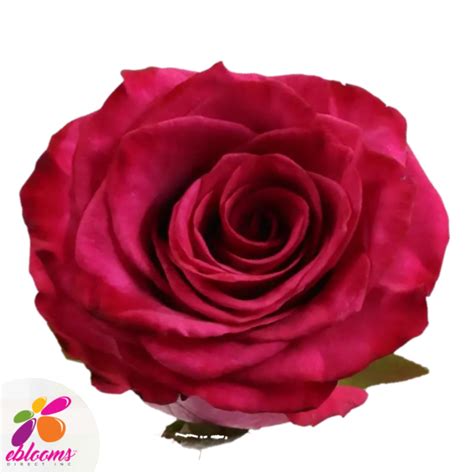 Roseberry Rose Variety - Hot Pink Roses near me - EbloomsDirect ...