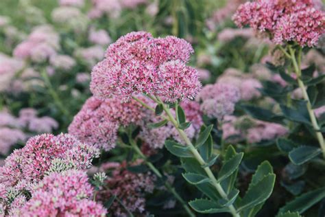 25 Best Plants for Clay Soil Gardens