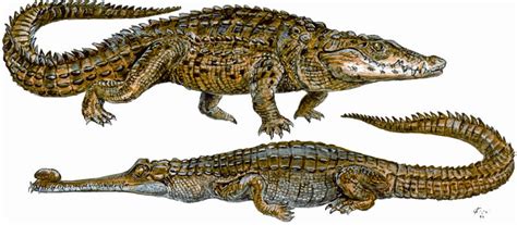 Crocodile and Gharial by batworker on DeviantArt