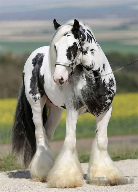 Pin by patatajnia :) on konie shire | Clydesdale horses, Horse breeds ...