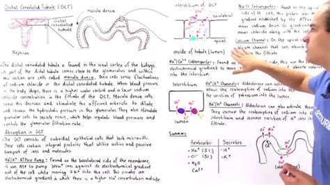 Distal Convoluted Tubule - YouTube