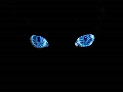 🔥 [40+] Black Cat Eyes Wallpapers | WallpaperSafari