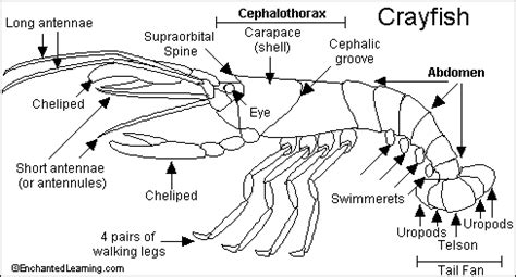 Internal Anatomy Crayfish - Anatomy Book