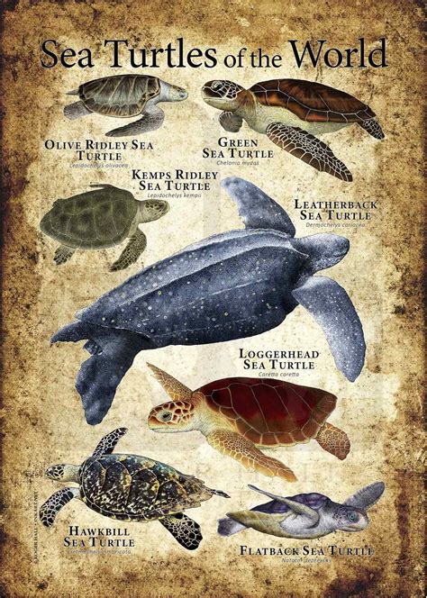 Sea Turtles of the World Poster Print