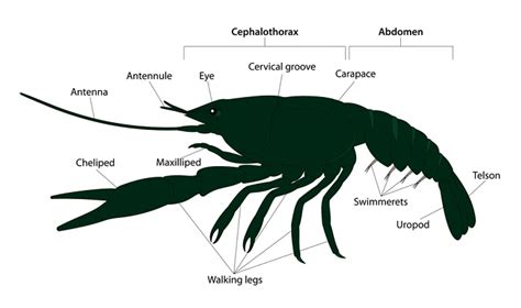 Crayfish Anatomy: Structures with Labeled Diagrams