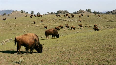 Beyond Bison Burgers: Around Yellowstone, The National Mammal Is Local ...