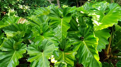 Philodendron subincisum (Giant Philodendron1) - Richard Lyons Nursery, Inc.