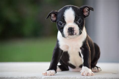 AKC Registered Boston Terrier Puppy For Sale Female Bailey Shreve Ohio ...