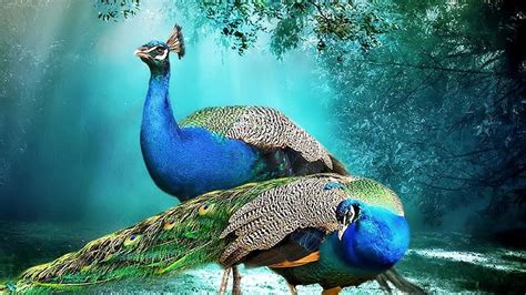 HD wallpaper: Beautiful Background Peacock Pair Hd Wallpaper Beautiful ...