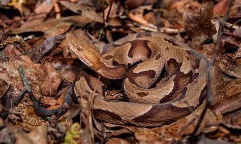 The Southern Copperhead Snake: Everything You Need to Know - World ...