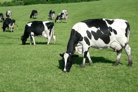 Premium Photo | Black and white cow eating green meadow grass