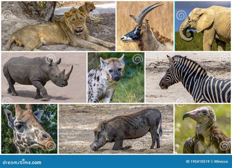 A Collage of Photos about Wild Animals - Africa Stock Image - Image of ...