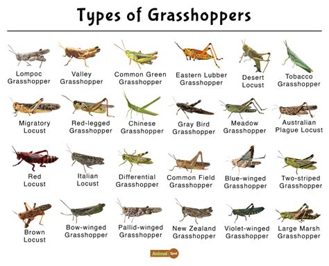 Grasshopper Facts, Types, Diet, Reproduction, Classification, Pictures