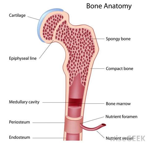 Pictures Of Bone Marrow