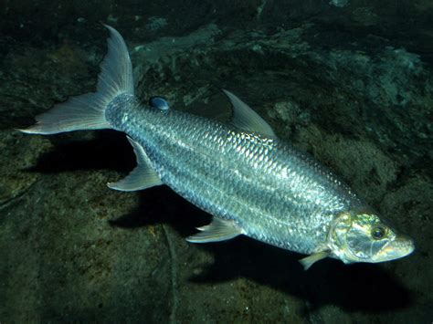 Goliath Tigerfish: Habitat, Care, Aquarium Maintenance