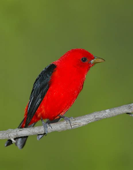 Scarlet Tanager