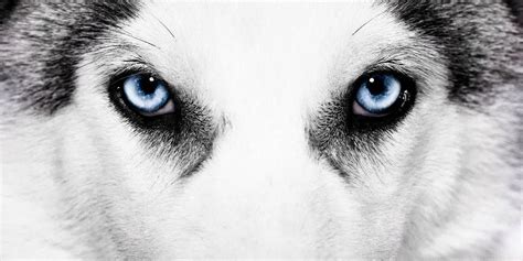 Husky Eye Color: The Complete Guide