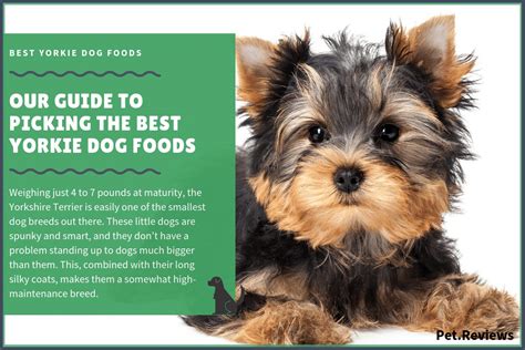 10 Best Dog Food for Yorkies (Teacup & Puppy) - 2020 Brands