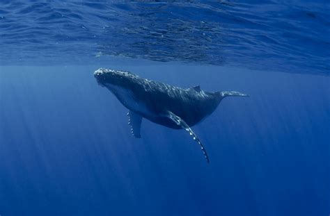 Blue Whales Return to South Georgia from Antarctica after 100 Years ...