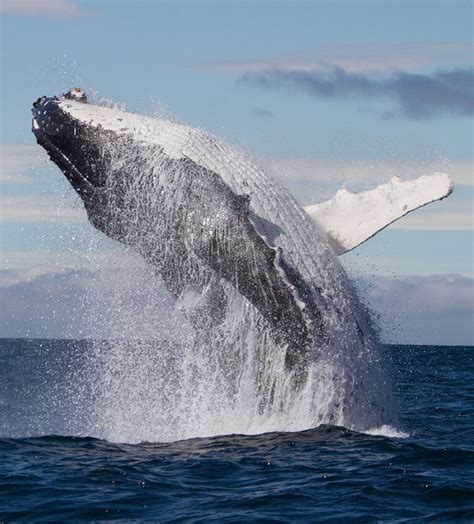 Whale Watching Maui Hawaii | Maui Whale Season