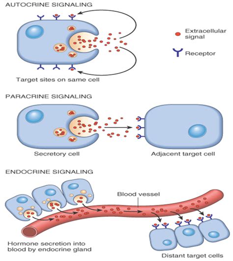 Regeneration healing (repair)-General Pathology Lecture note ...