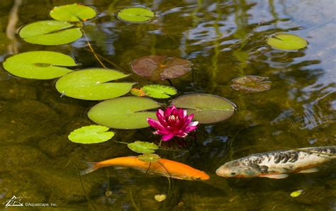 How to keep koi from eating your pond plants | FNC PONDS