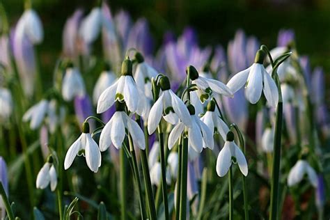 Snowdrops | Planting & Caring for Galanthus Flowers | Garden Design