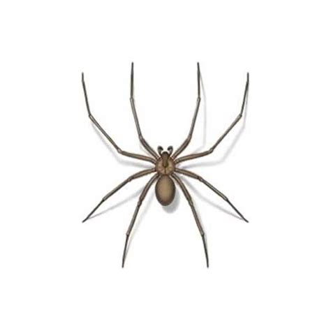 Brown Recluse Spider Identification