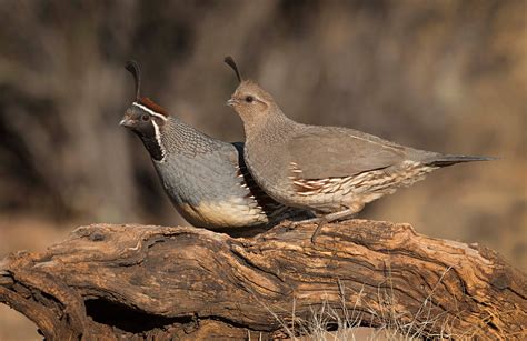 Gambel's Quail | Audubon Field Guide