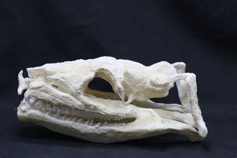 Replica extinct Titanoboa Skull - - - 26×14×10 cm - Catawiki