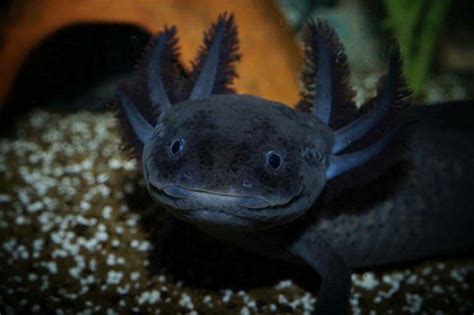 axolotl pet for sale blue - Augustina Burkett