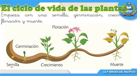 07 CICLO DE VIDA DE LAS PLANTAS - YouTube