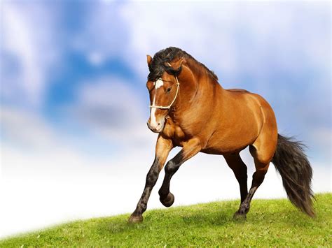 Beautiful Horse Wallpapers - Wallpaper Cave