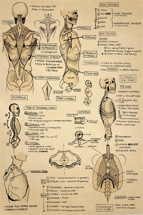 Anatomy Sketchbook on Behance